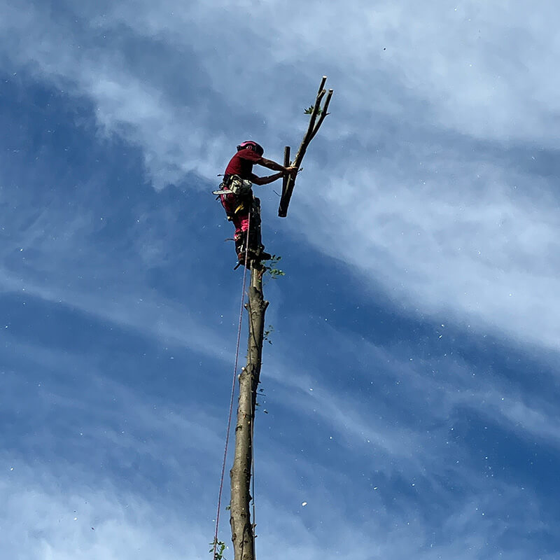 Découvrez la section Foire aux questions d'Arborée. Élagage, émondage, abattage, nous avons réponses à vos questions. 